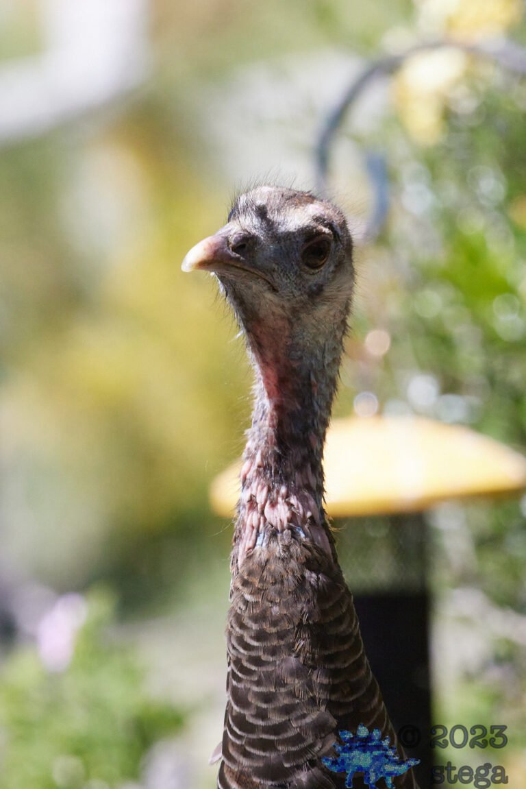 Wild Turkey