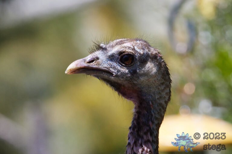 Wild Turkey
