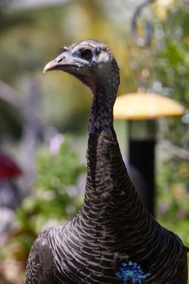 Wild Turkey