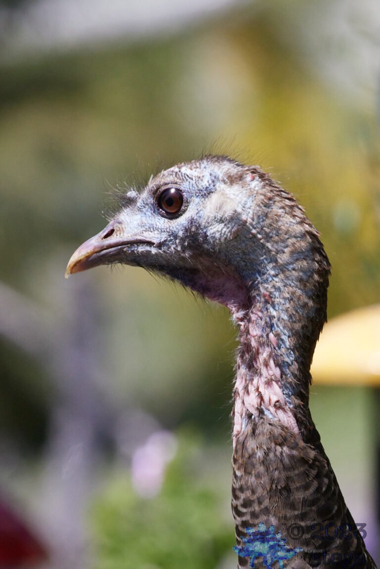 Wild Turkey
