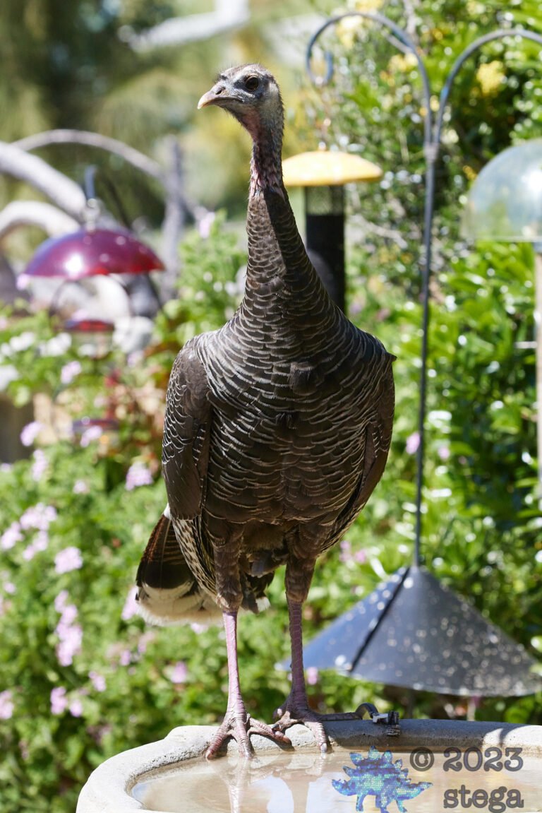 Wild Turkey