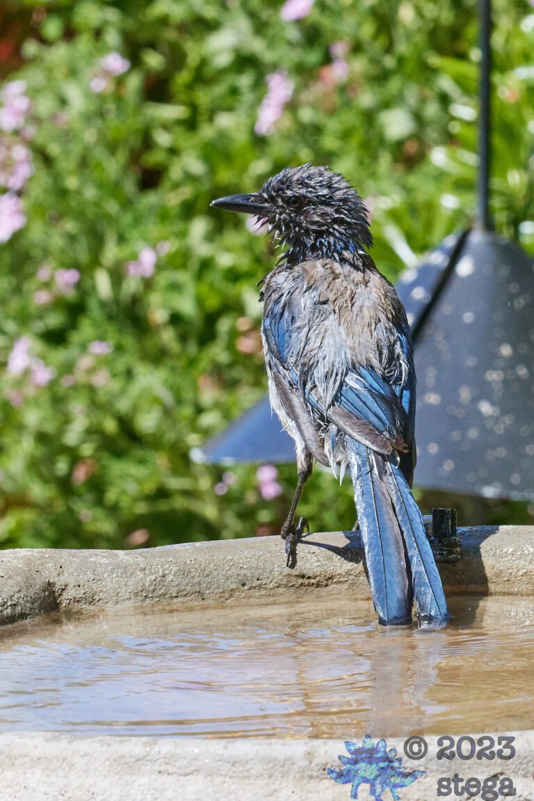California Scrub Jay