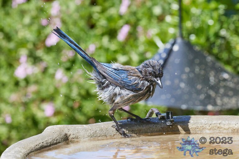 California Scrub Jay