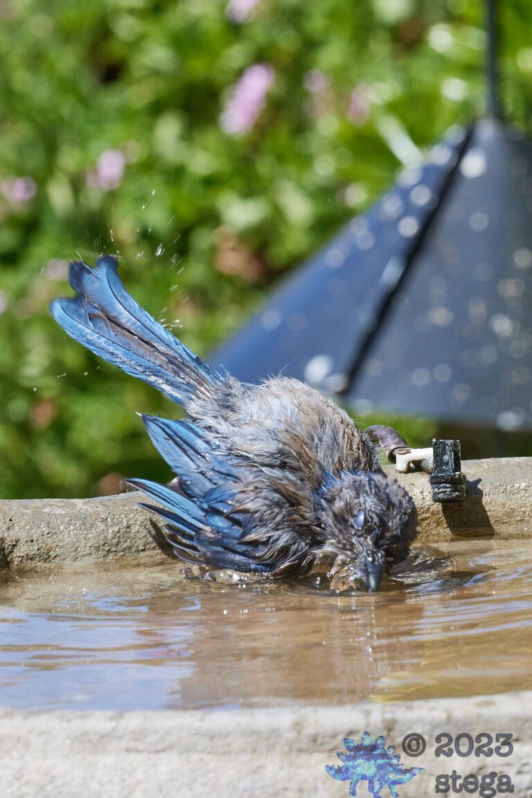 California Scrub Jay