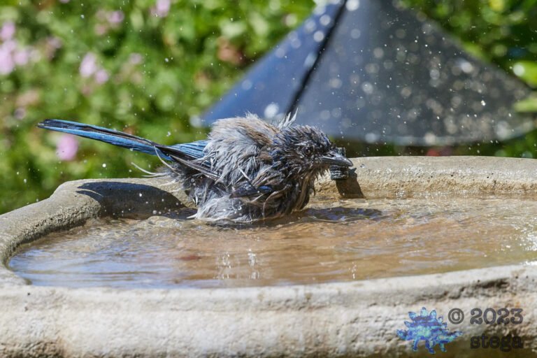 California Scrub Jay