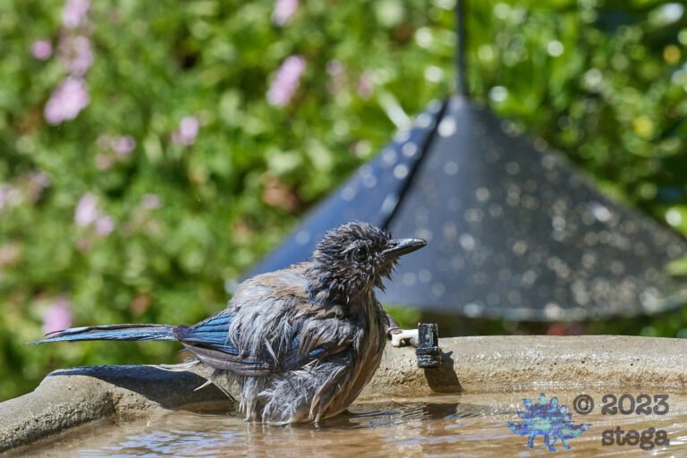 California Scrub Jay