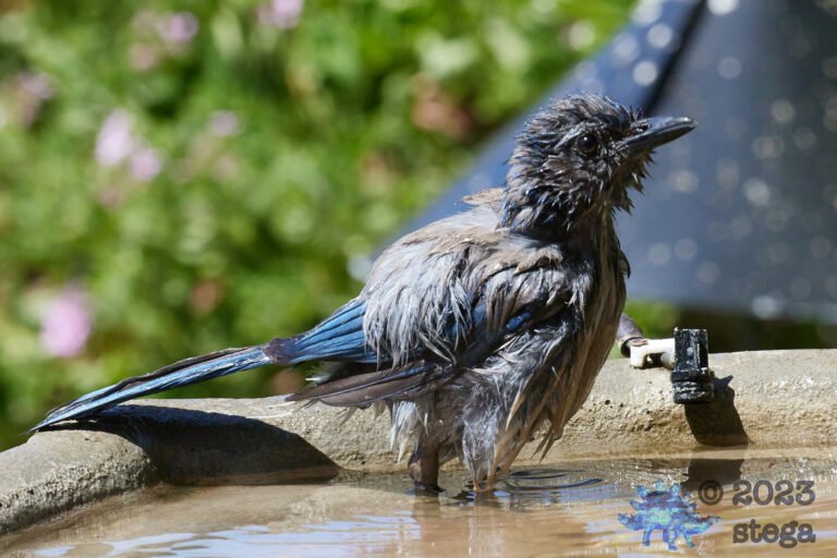 California Scrub Jay