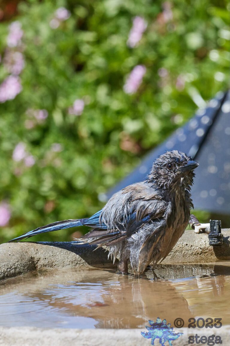California Scrub Jay