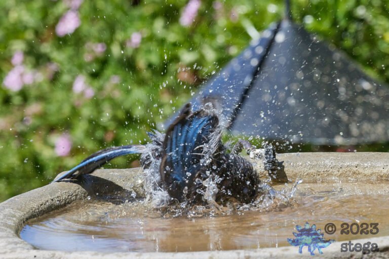 California Scrub Jay