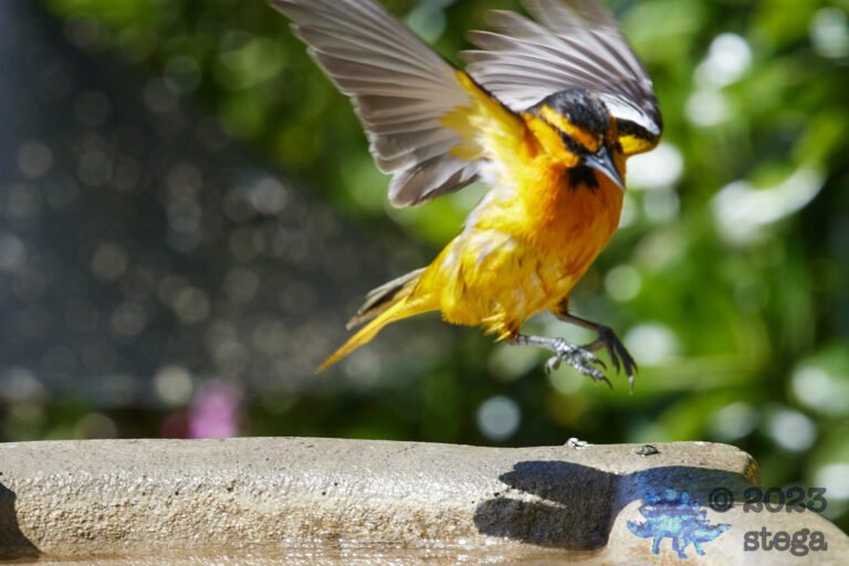 Hooded Oriole