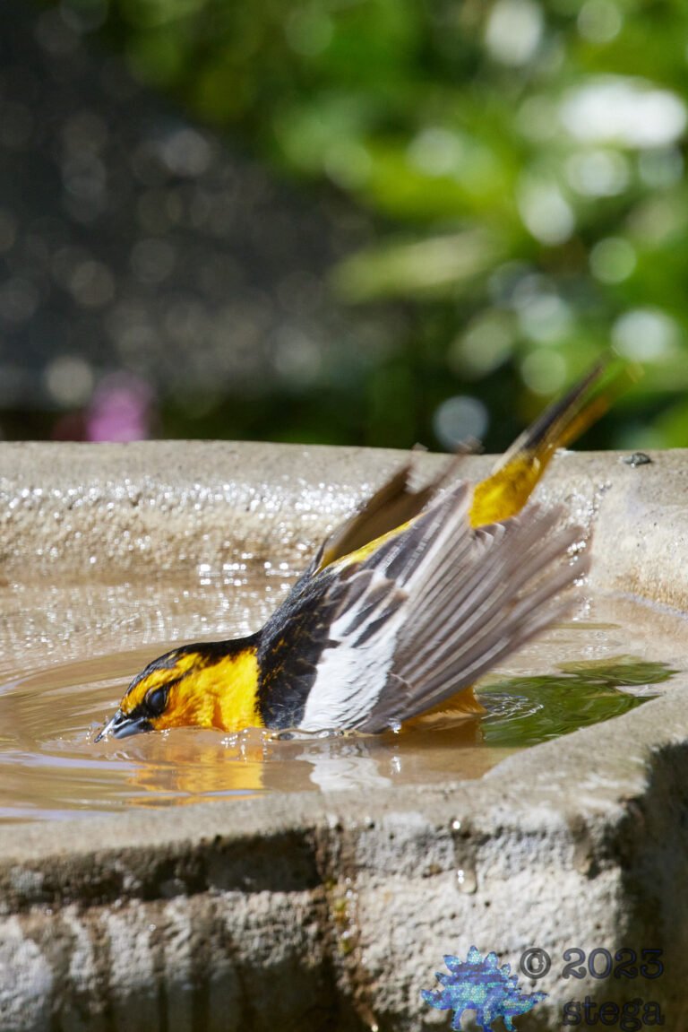Hooded Oriole