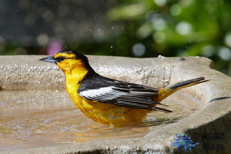 Bullock’s Oriole