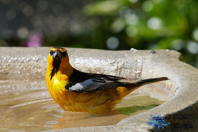 Hooded Oriole