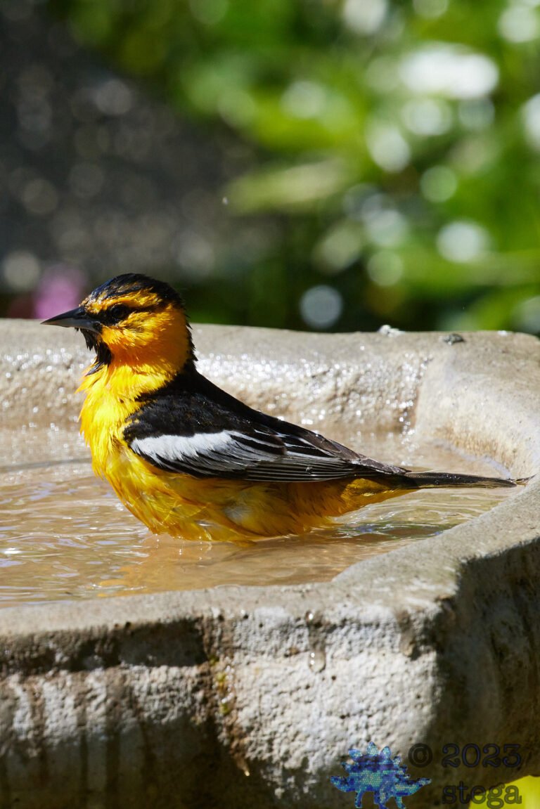 Bullock’s Oriole