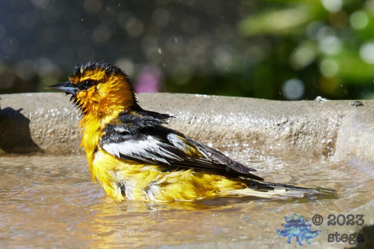 Bullock’s Oriole