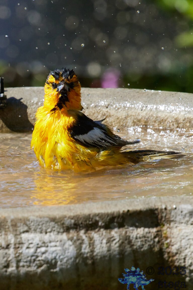 Bullock’s Oriole