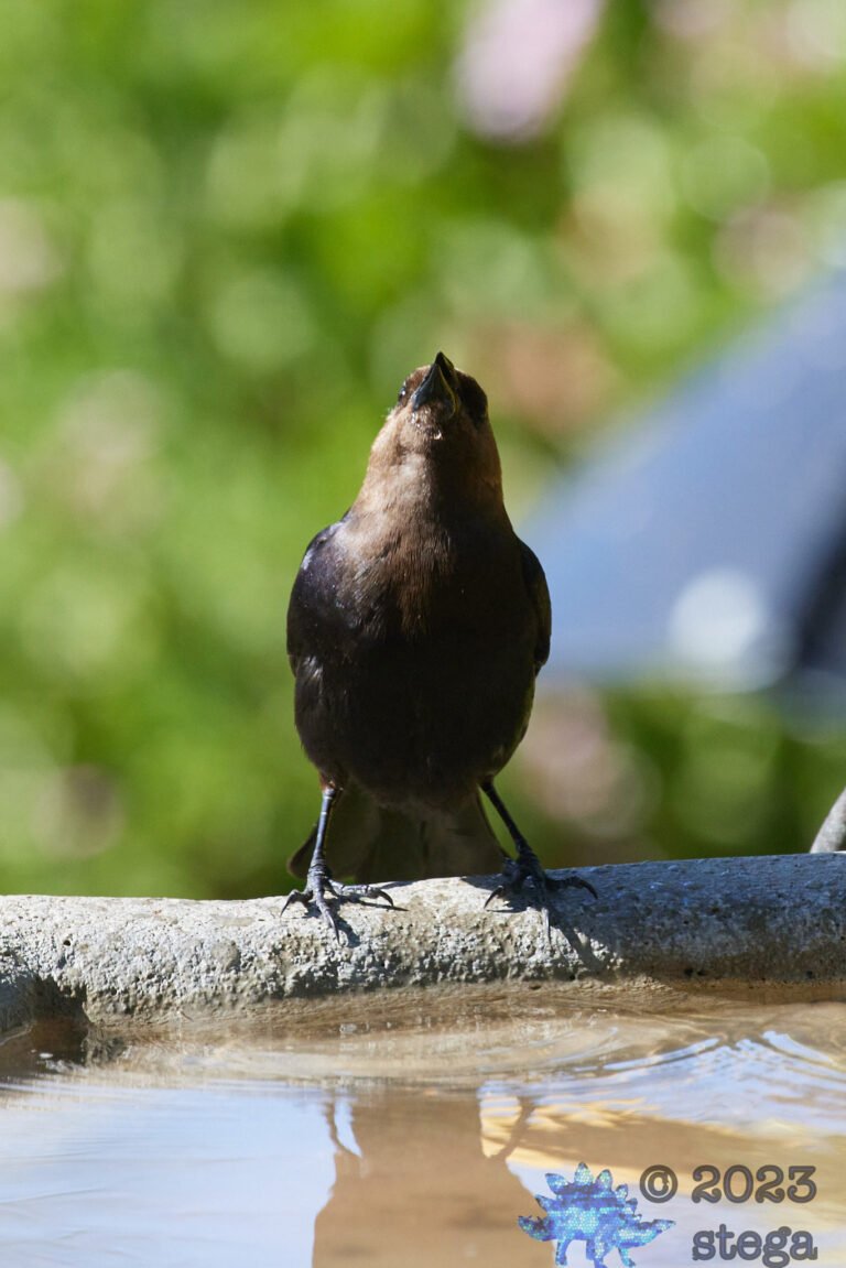 Brown-Headed Cowbird