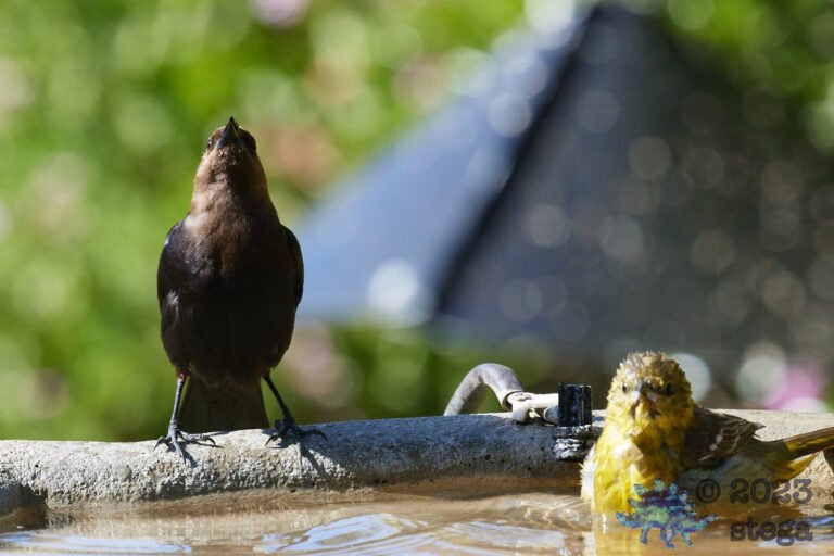 Brown-Headed Cowbird