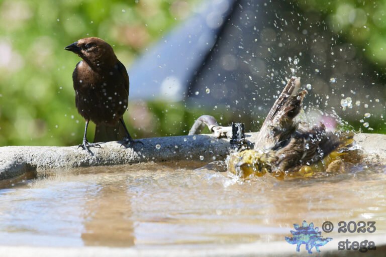 Brown-Headed Cowbird and Hooded Oriole