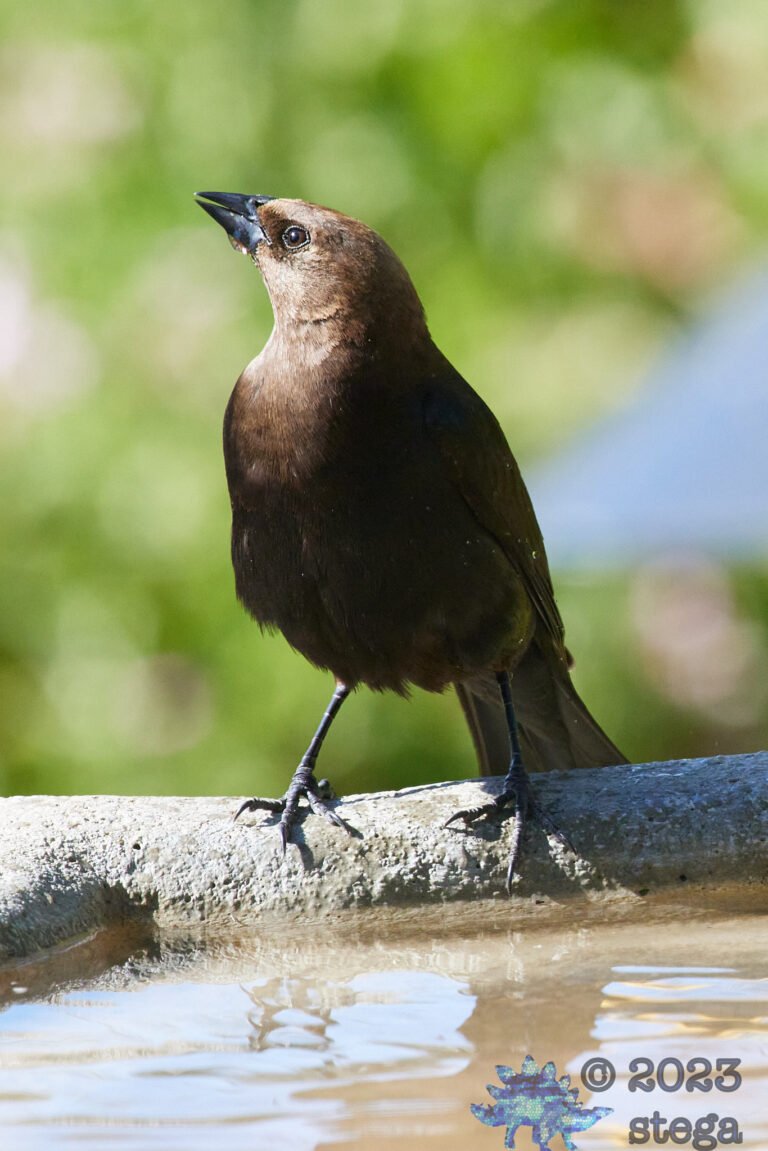Brown-Headed Cowbird