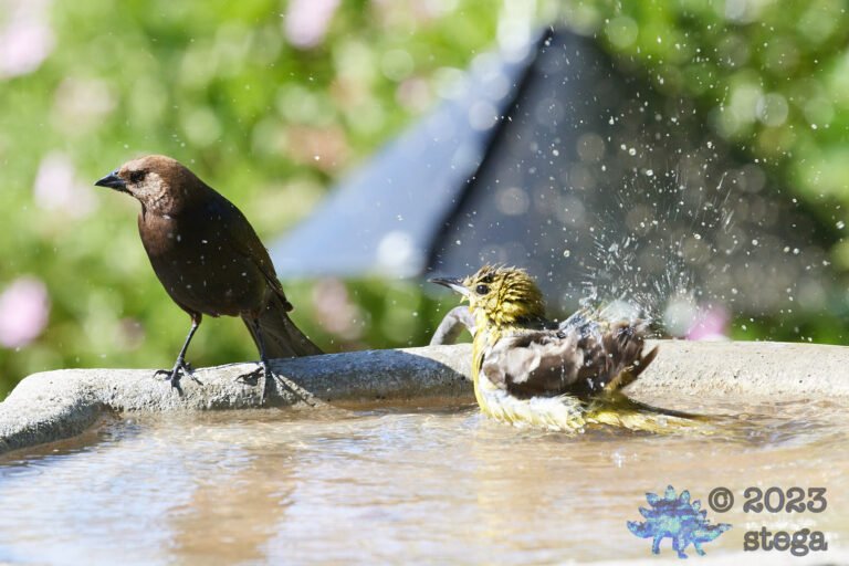 Brown-Headed Cowbird and Hooded Oriole