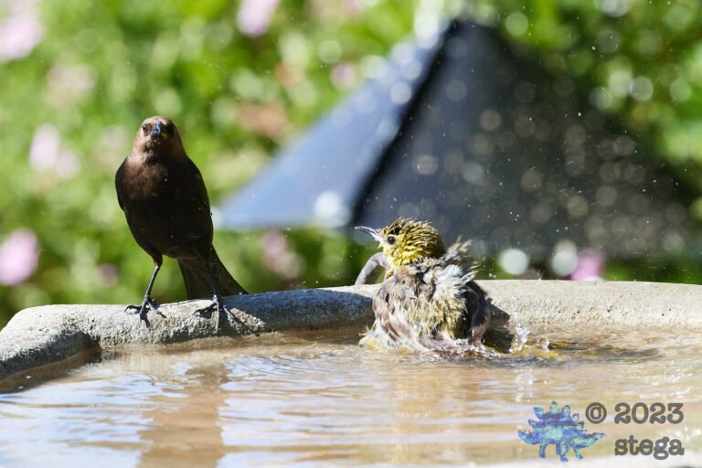 Brown-Headed Cowbird and Hooded Oriole