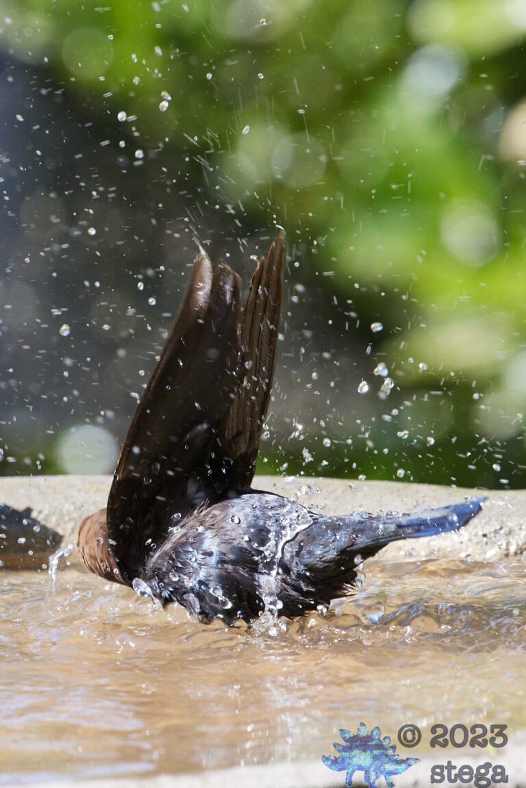 Brown-Headed Cowbird