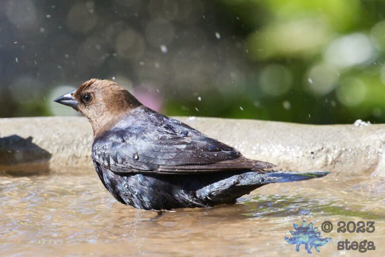 Brown-Headed Cowbird
