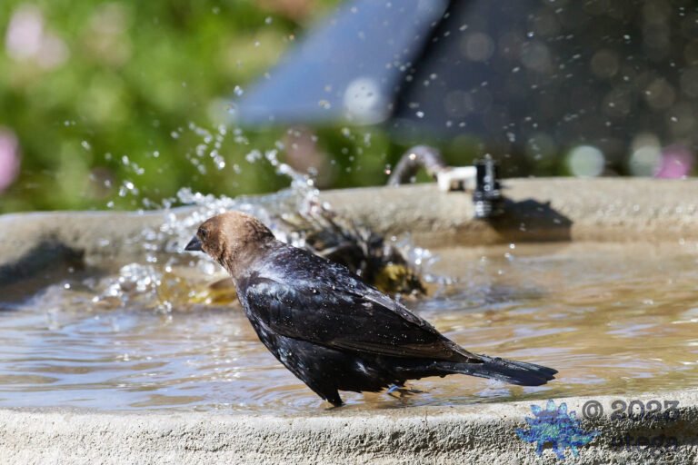 Brown-Headed Cowbird