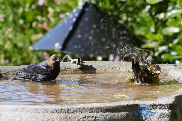 Brown-Headed Cowbird and Hooded Oriole