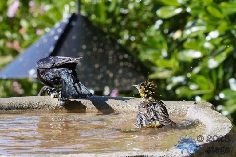 Brown-Headed Cowbird and Hooded Oriole