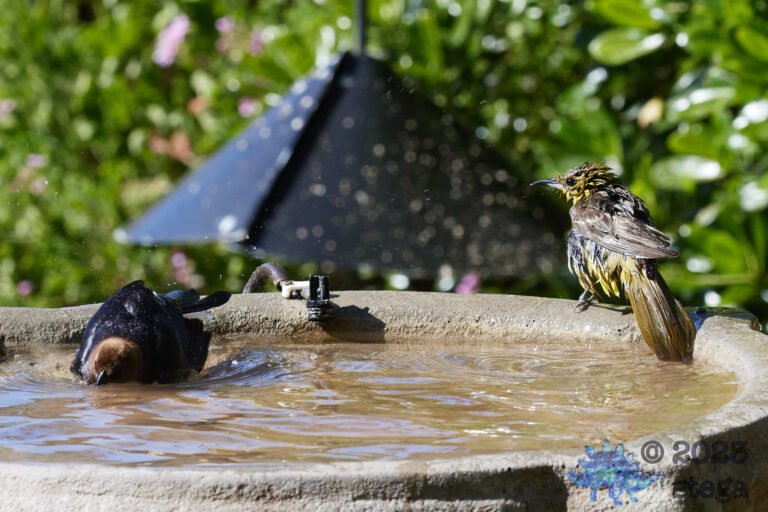Brown-Headed Cowbird and Hooded Oriole