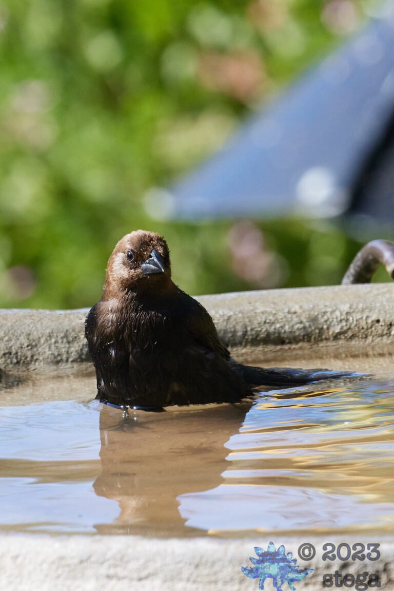 Brown-Headed Cowbird