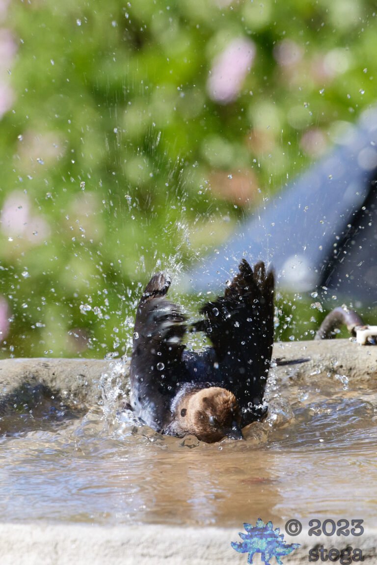 Brown-Headed Cowbird