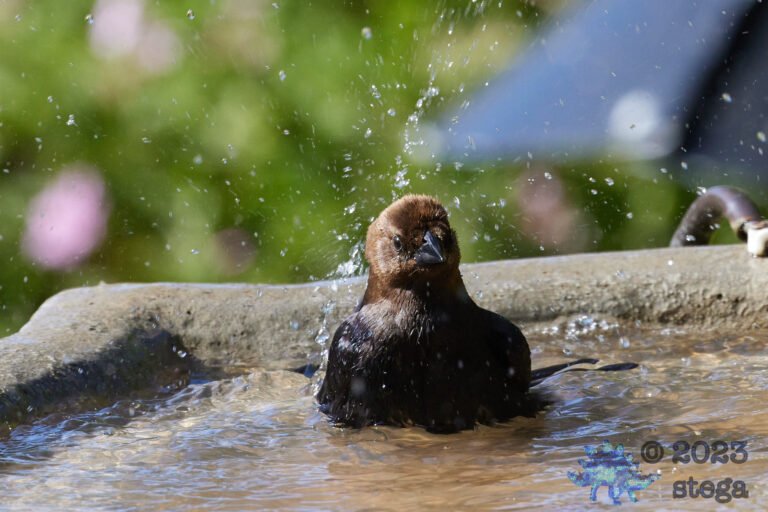 Brown-Headed Cowbird