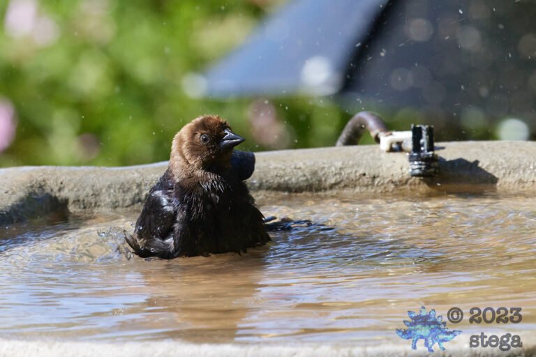 Brown-Headed Cowbird