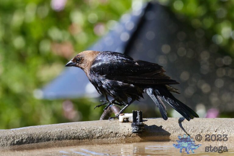 Brown-Headed Cowbird