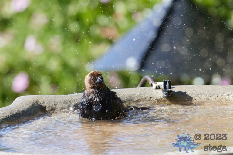 Brown-Headed Cowbird