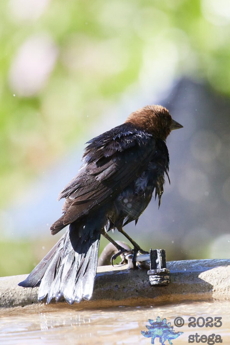 Brown-Headed Cowbird