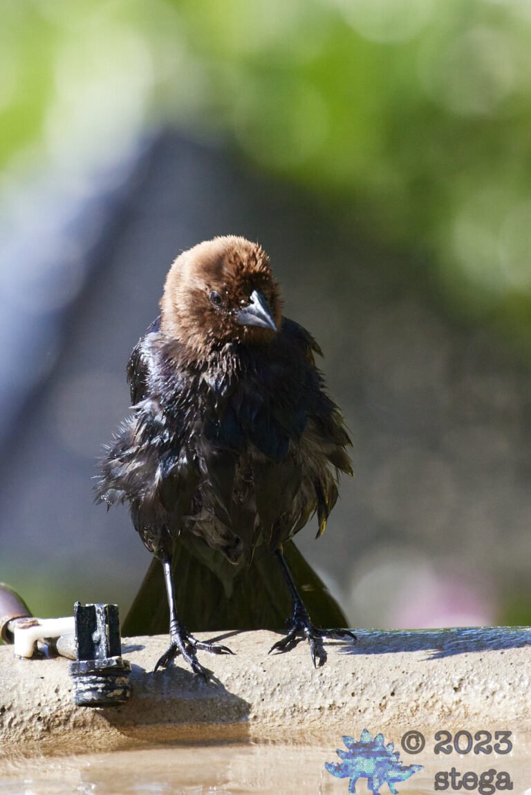 Brown-Headed Cowbird