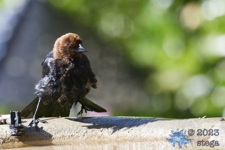 Brown-Headed Cowbird