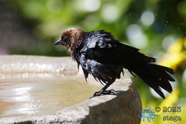 Brown-Headed Cowbird