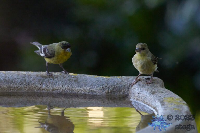 Goldfinches