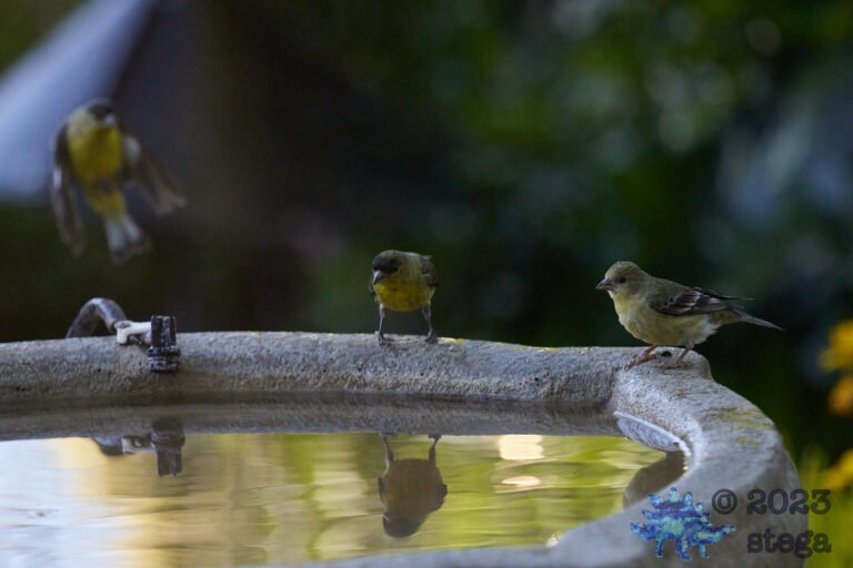 Goldfinches