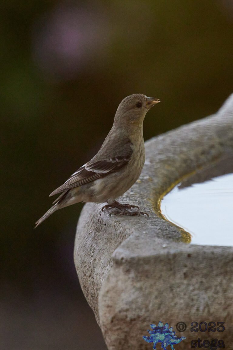 House Finch