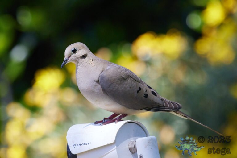 Mourning Dove