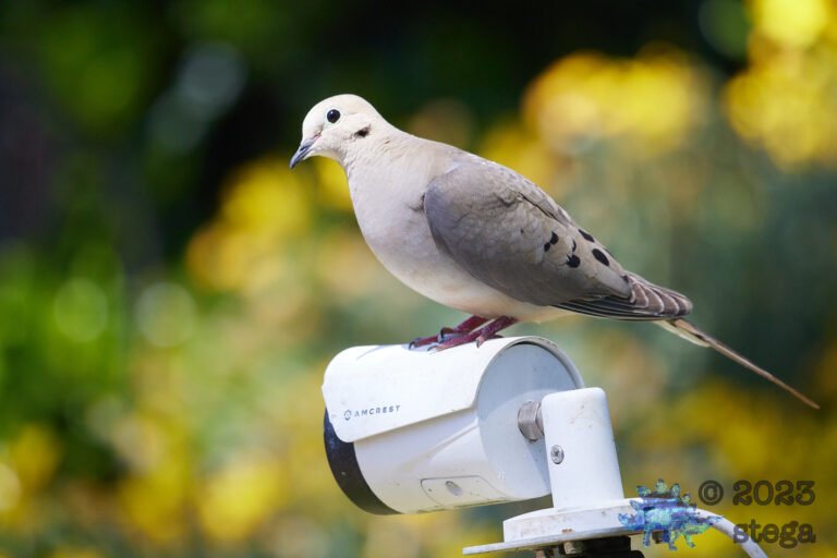 Mourning Dove