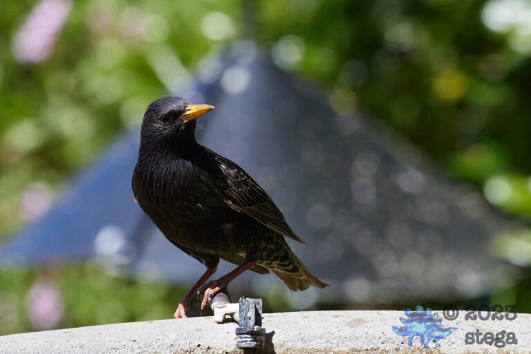 European Starling