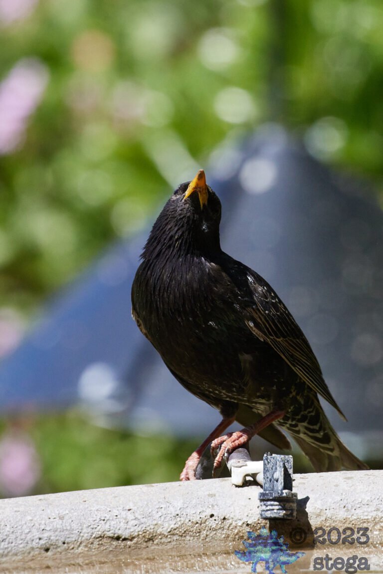 European Starling
