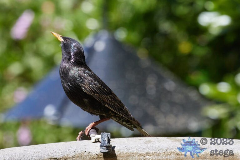 European Starling